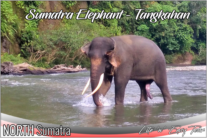 Elephant Sumatra