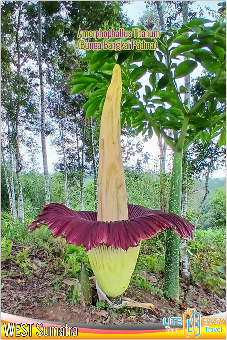 Amorphophallus Titanum - Titan Arum Corpse Flower - Bunga Bangkai Padma)